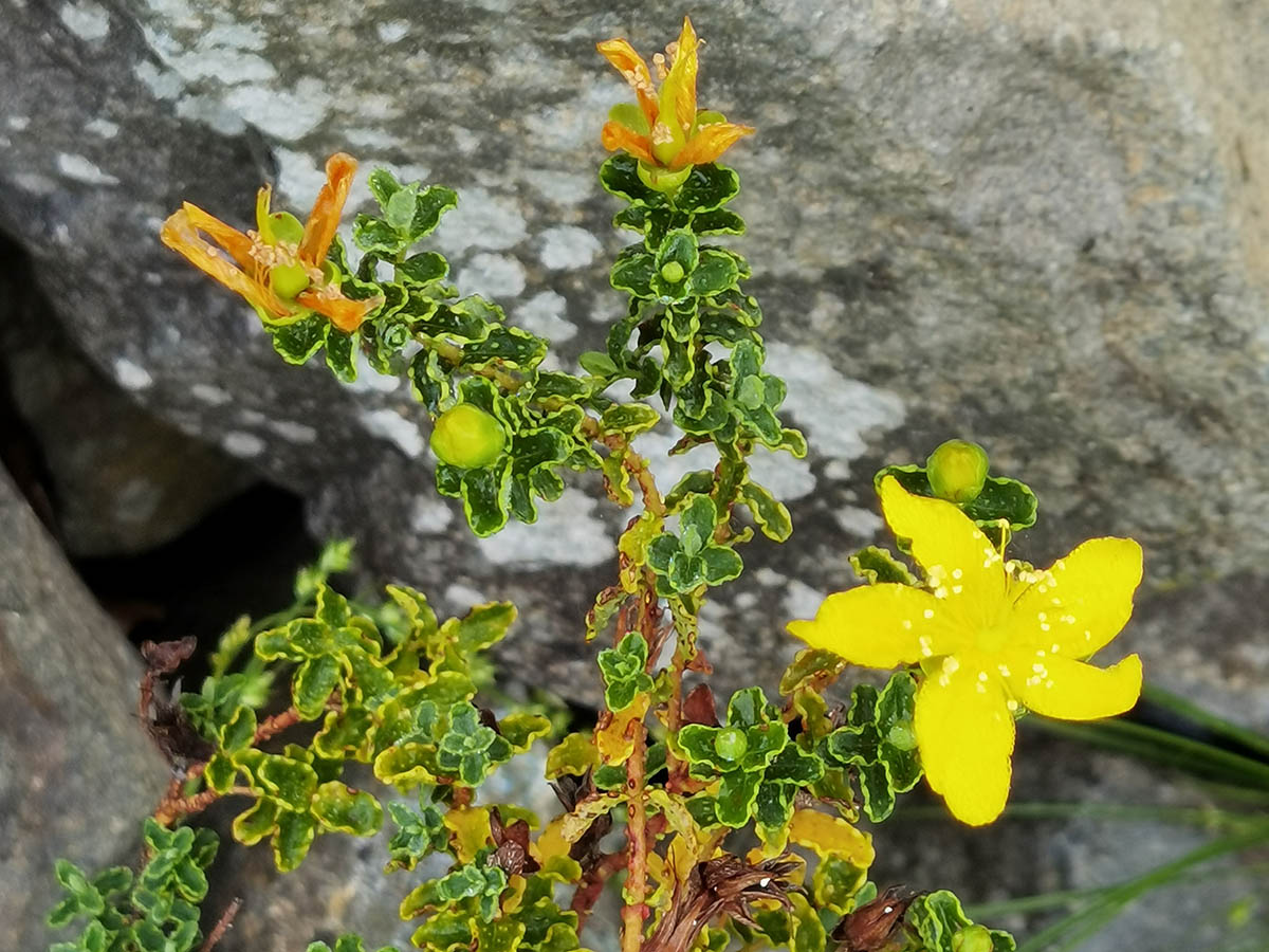 Hypericum balearicum photo